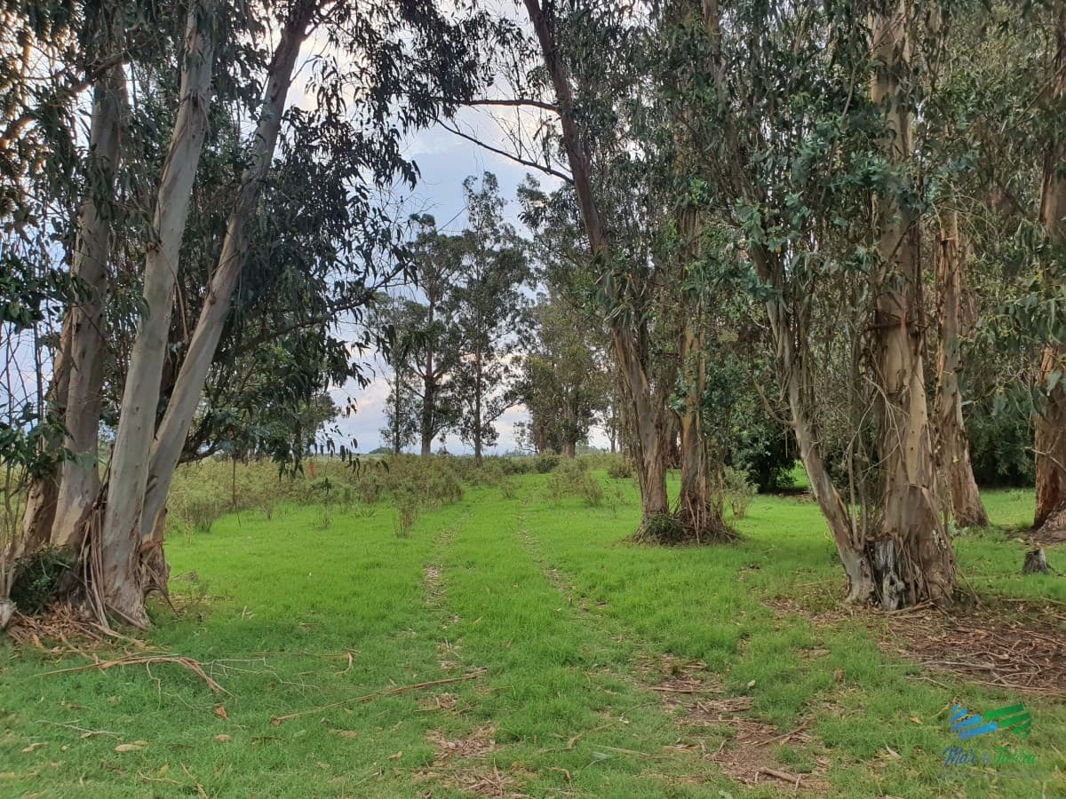 Vendo chacra 6 hectareas en ruta 9, cerca de Pan de Azúcar, Maldonado. A 45´ de Punta del Este. Financia.