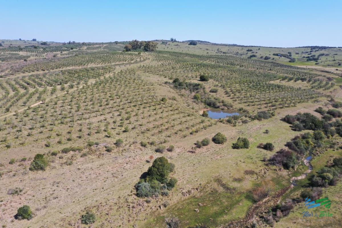 BAJO DE PRECIO !!! Preciosas Chacra con Olivos en Finca Babieca, Vistas Sierras, arroyo, Pueblo Eden