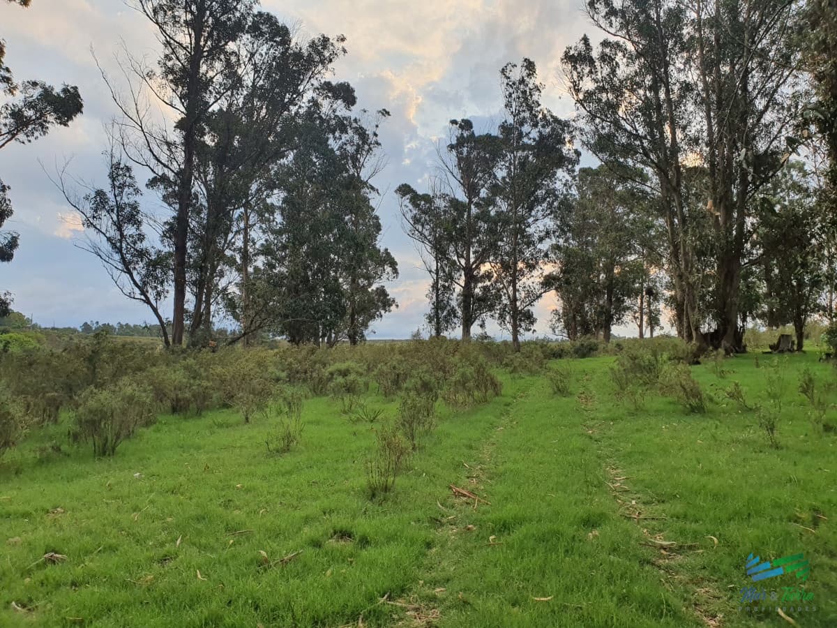 Vendo chacra 6 hectareas en ruta 9, cerca de Pan de Azúcar, Maldonado. A 45´ de Punta del Este. Financia.