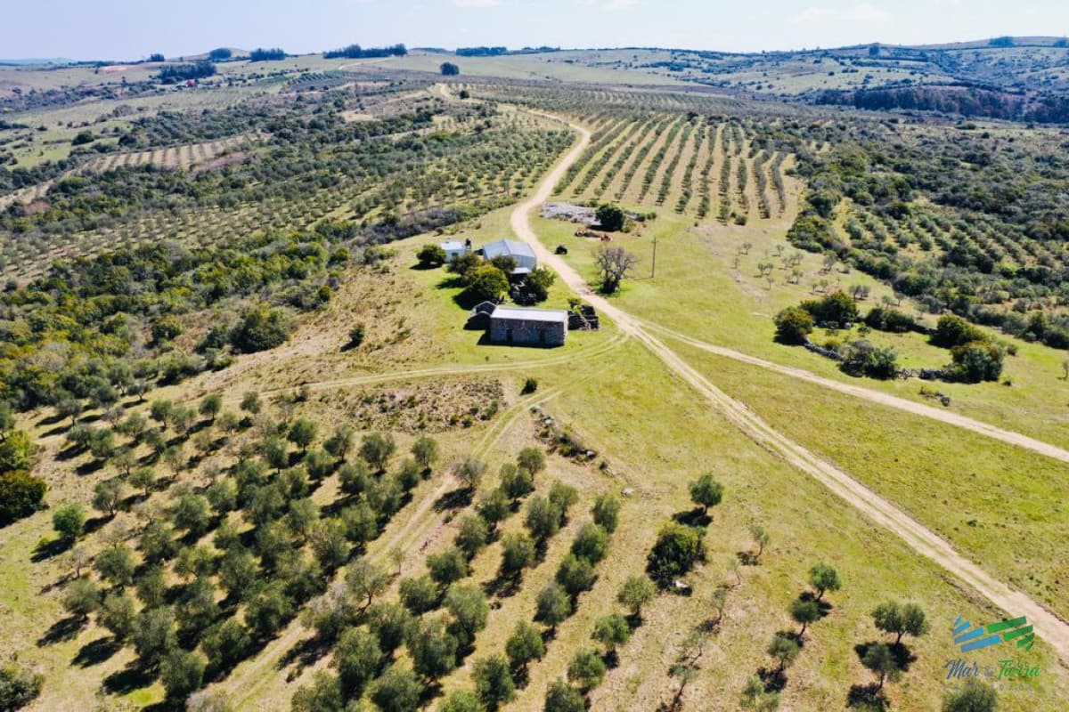 BAJO DE PRECIO !!! Preciosas Chacra con Olivos en Finca Babieca, Vistas Sierras, arroyo, Pueblo Eden