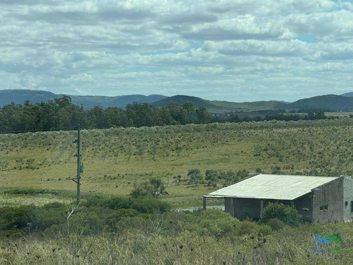 En venta chacra 20 hectareas con Olivos en Ruta 9 cerca de Pan de Azúcar.