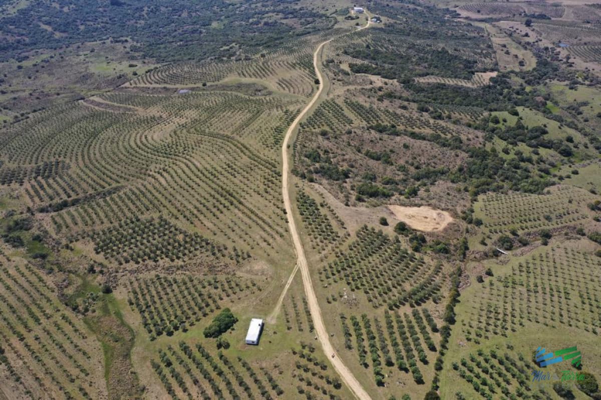 BAJO DE PRECIO !!! Preciosas Chacra con Olivos en Finca Babieca, Vistas Sierras, arroyo, Pueblo Eden