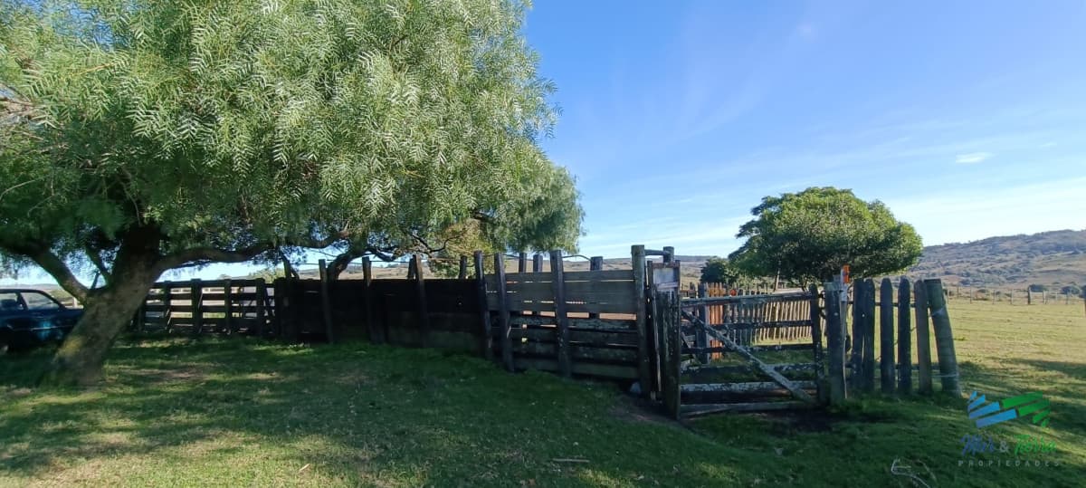 Estancia de 882 Has, campo mixto Ganadero - Forestal muy bien ubicado