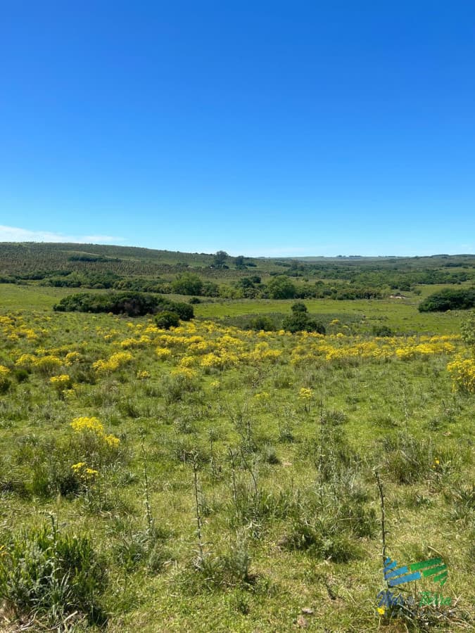 372 Has Ganderas - Forestales en 33.