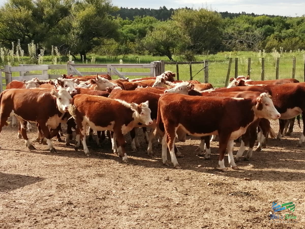 950 Has Campo Mixto Ganadero - Forestal en Durazno