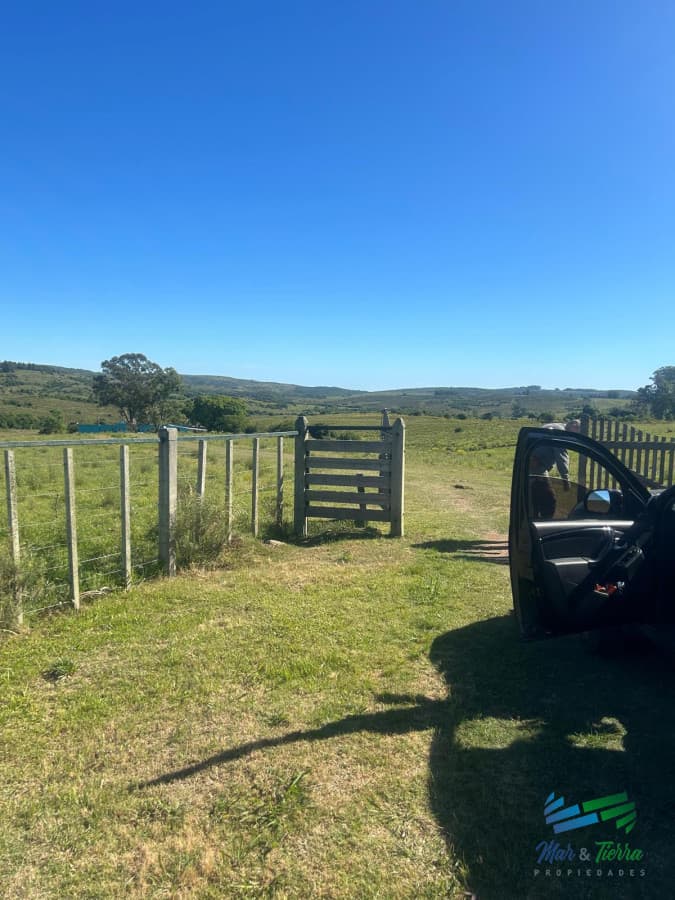 577 Has Campo Ganadero - Forestal