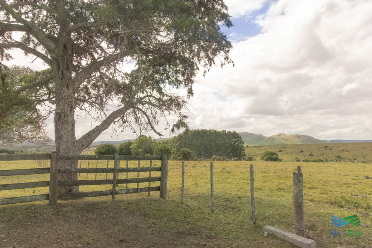 Estancia de 882 Has, campo mixto Ganadero - Forestal muy bien ubicado