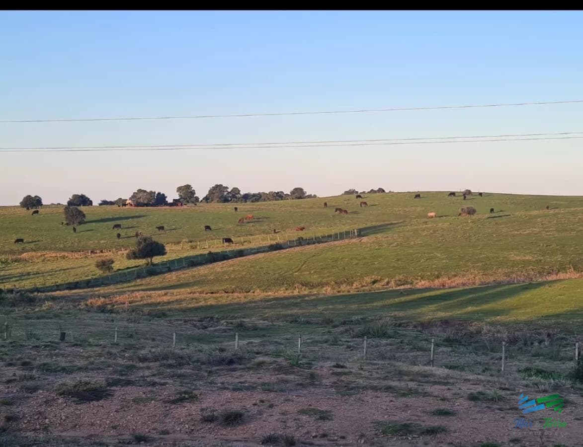 Campo Agrícola - Ganadero, 422 Has sobre Ruta 15