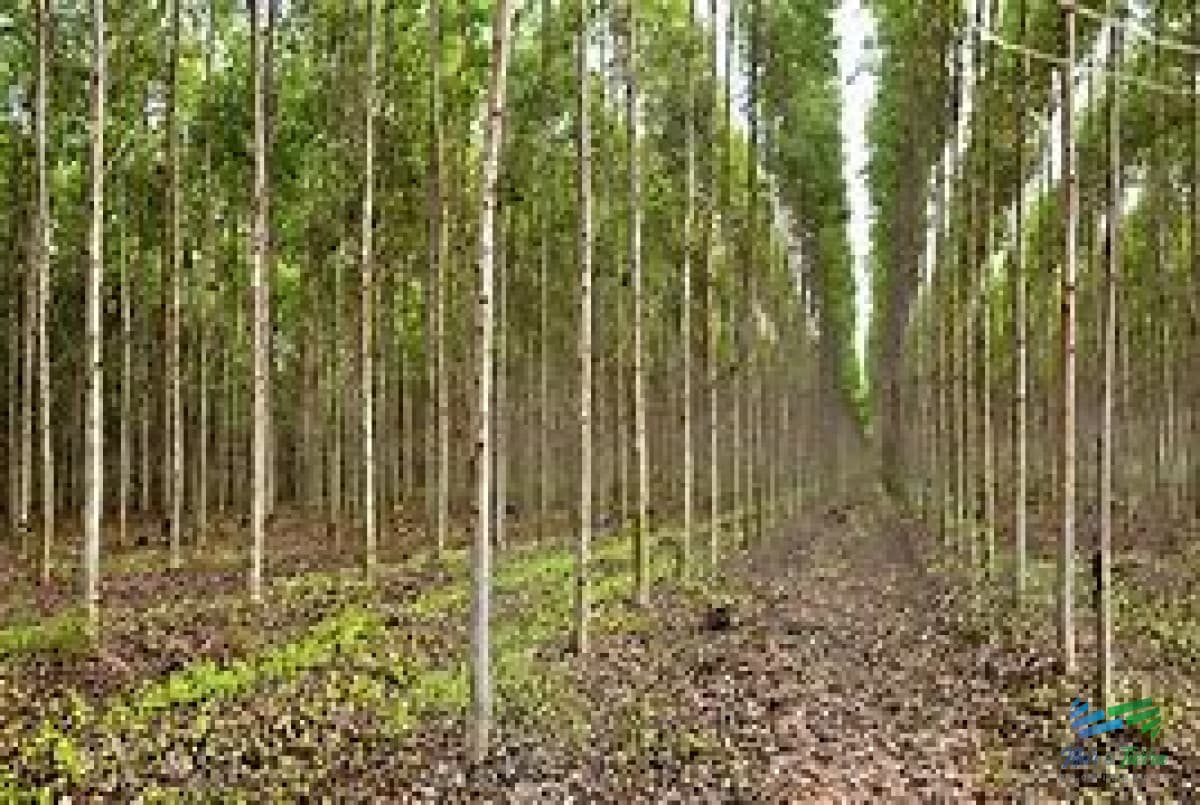 Campos Forestales Varios
