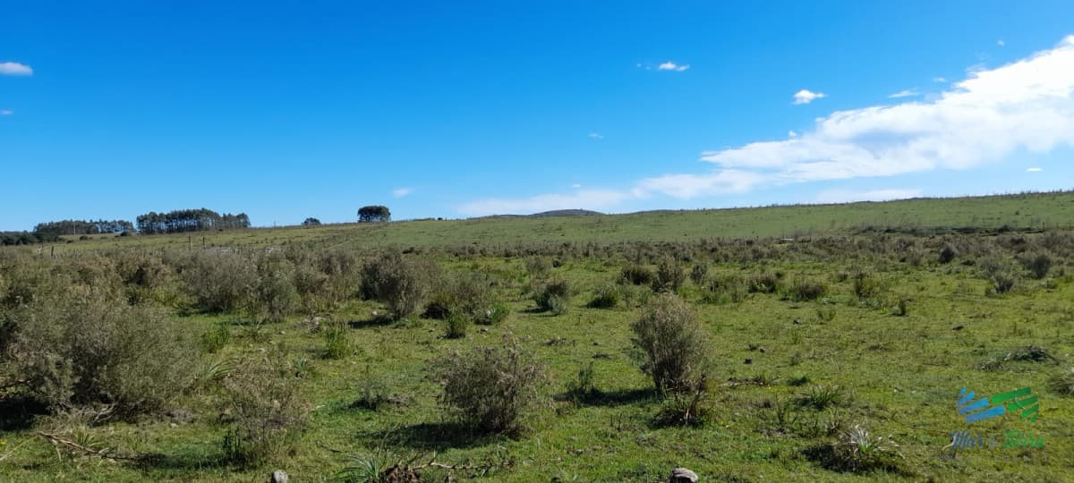 Buen campo agrícola, muy bien ubicado. 83 Has
