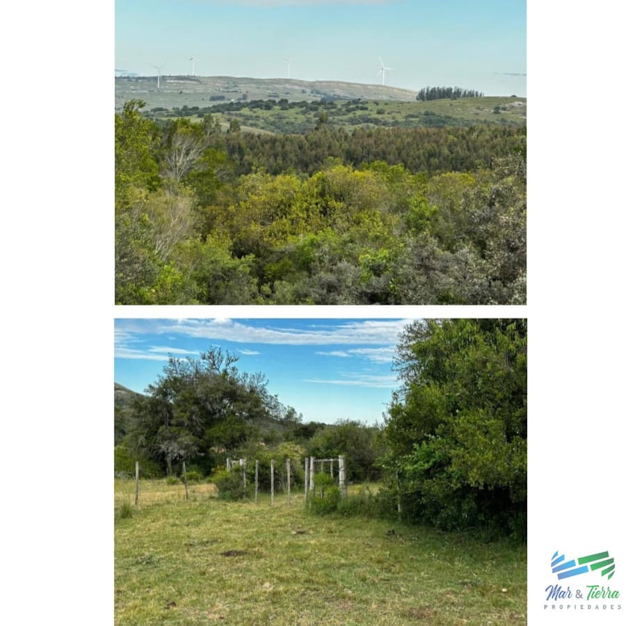 555 Has Campo Mixto Ganadero – Forestal