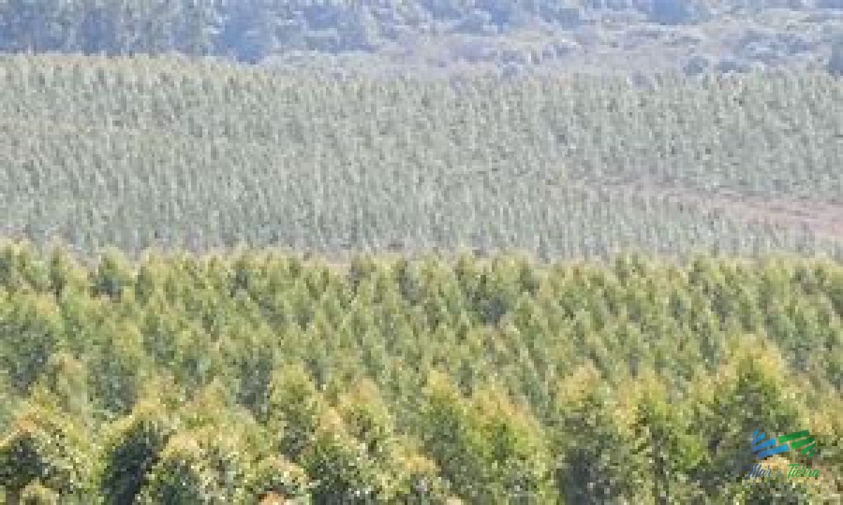 Campos Forestales Varios