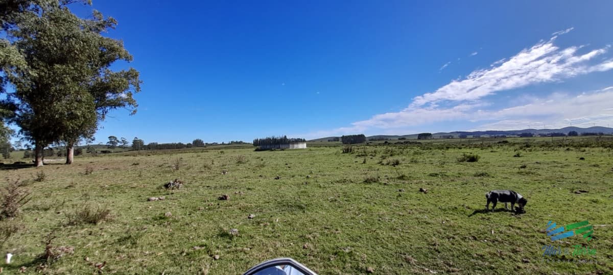 Buen campo agrícola, muy bien ubicado. 83 Has