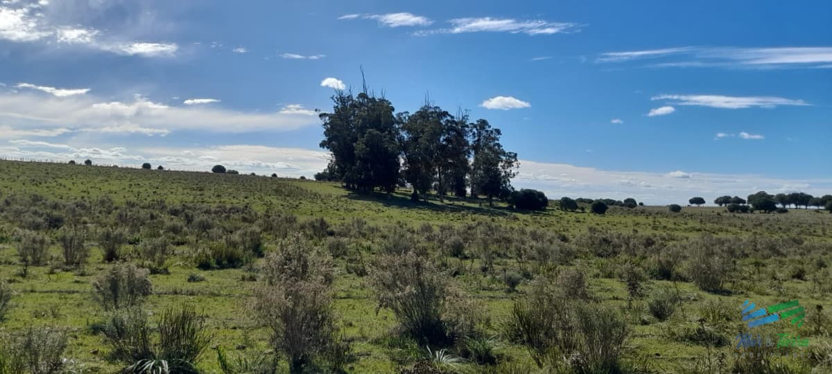Buen campo agrícola, muy bien ubicado. 83 Has
