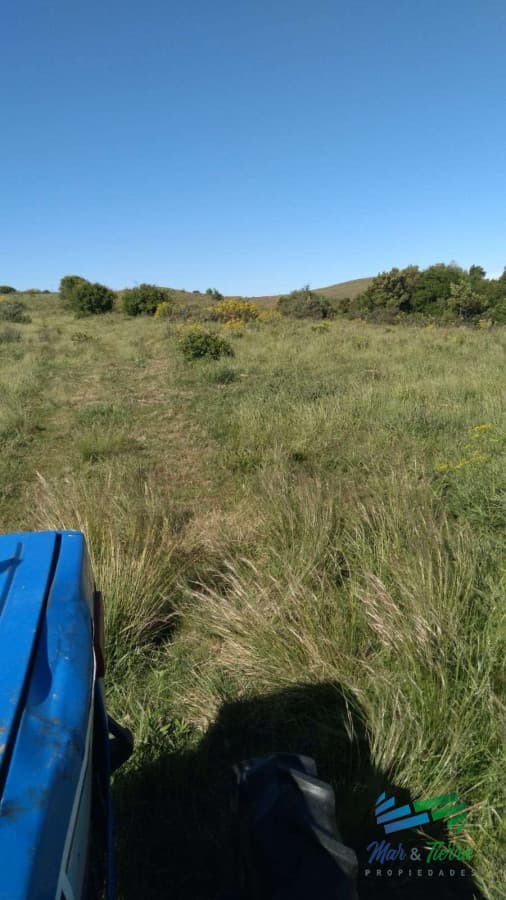 Linda fracción de campo ganadero con aptitud forestal