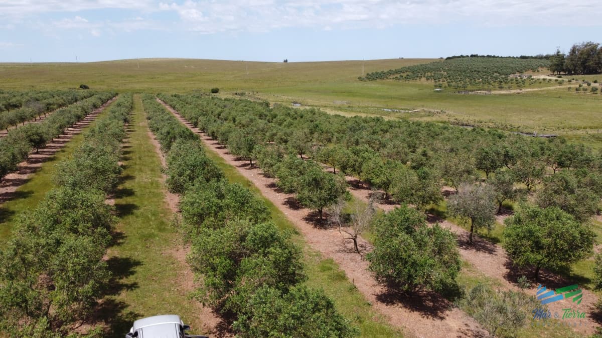 Establecimiento productivo completo, a pocos Kms de Garzón y de R.9, inmejorable ubicación.