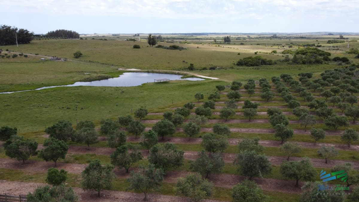 Establecimiento productivo completo, a pocos Kms de Garzón y de R.9, inmejorable ubicación.