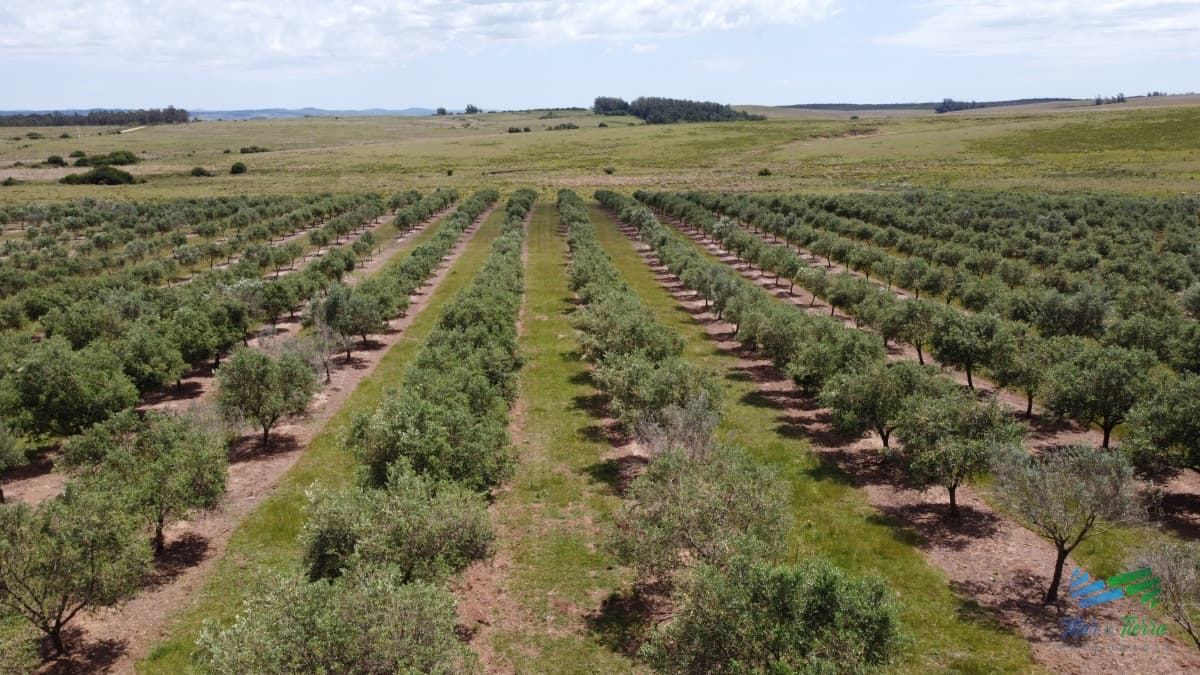 Establecimiento productivo completo, a pocos Kms de Garzón y de R.9, inmejorable ubicación.