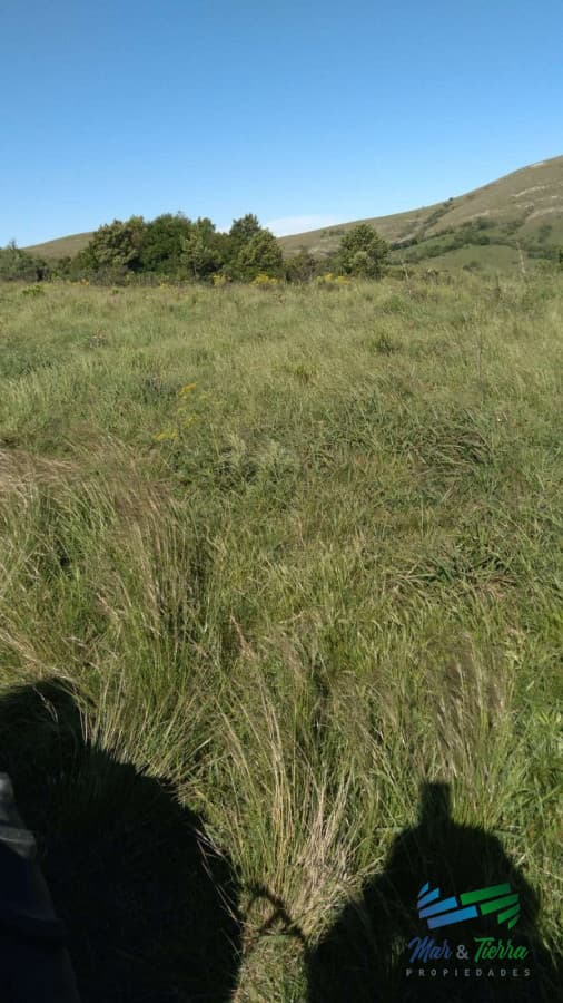 Linda fracción de campo ganadero con aptitud forestal