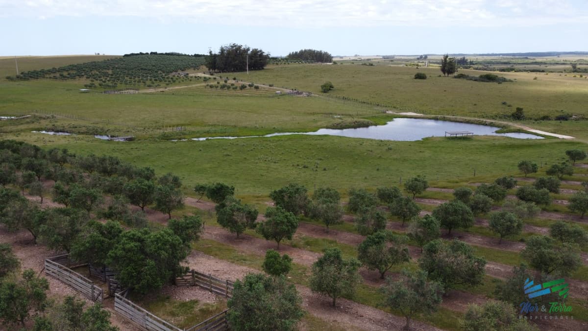 28 Has a 5 Kms de Garzón con 5.000 Olivos