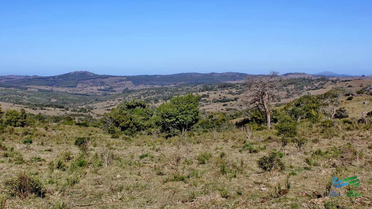 Campo de sierra sobre Ruta 12