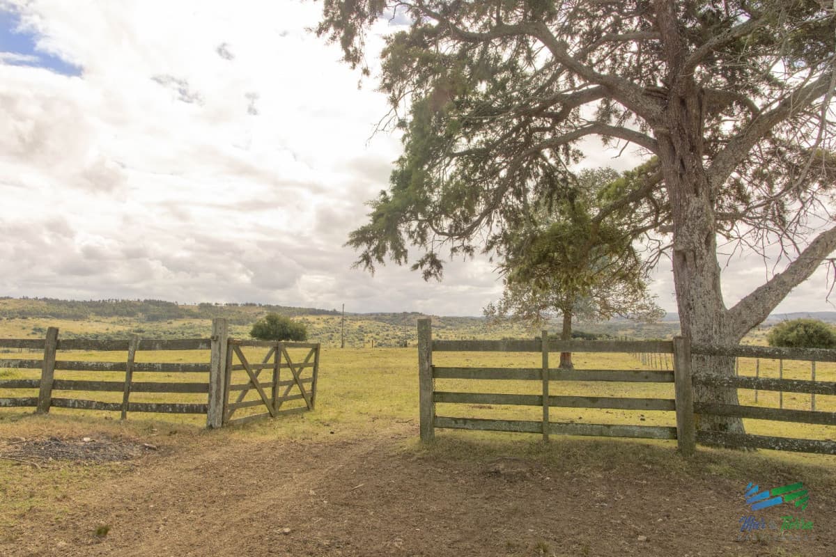 Estancia de 882 Has, campo mixto Ganadero - Forestal muy bien ubicado