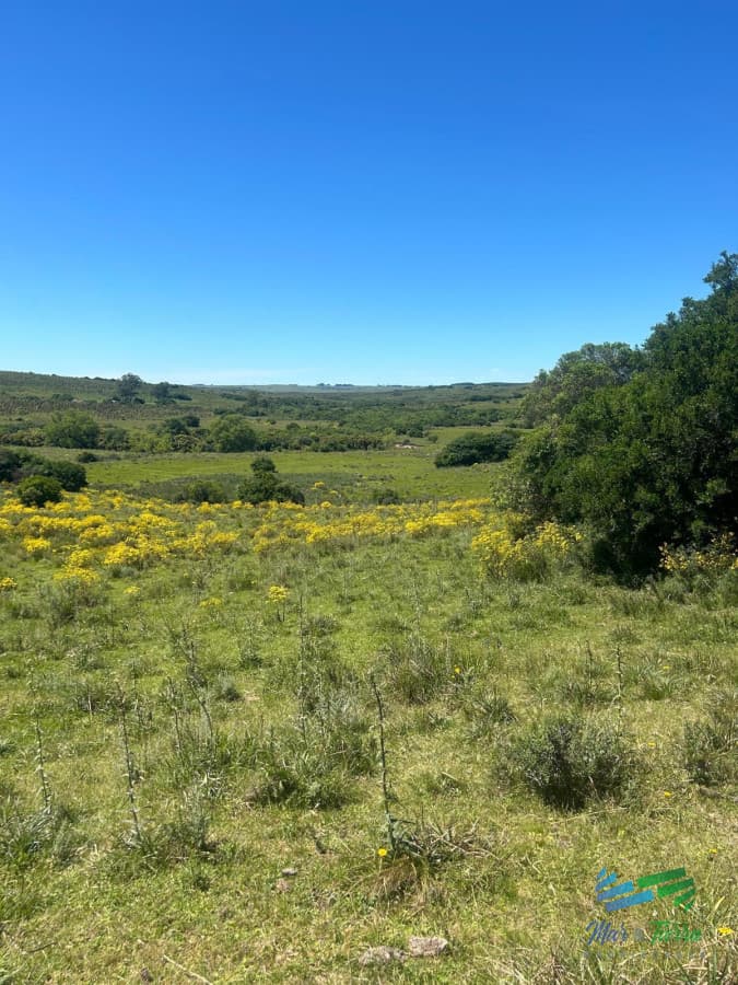 372 Has Ganderas - Forestales en 33.