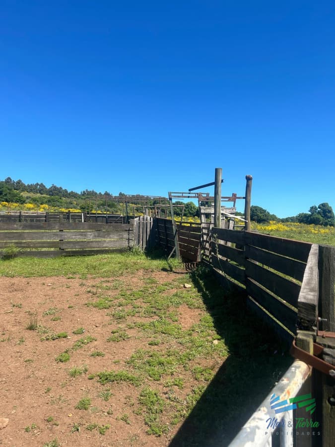577 Has Campo Ganadero - Forestal