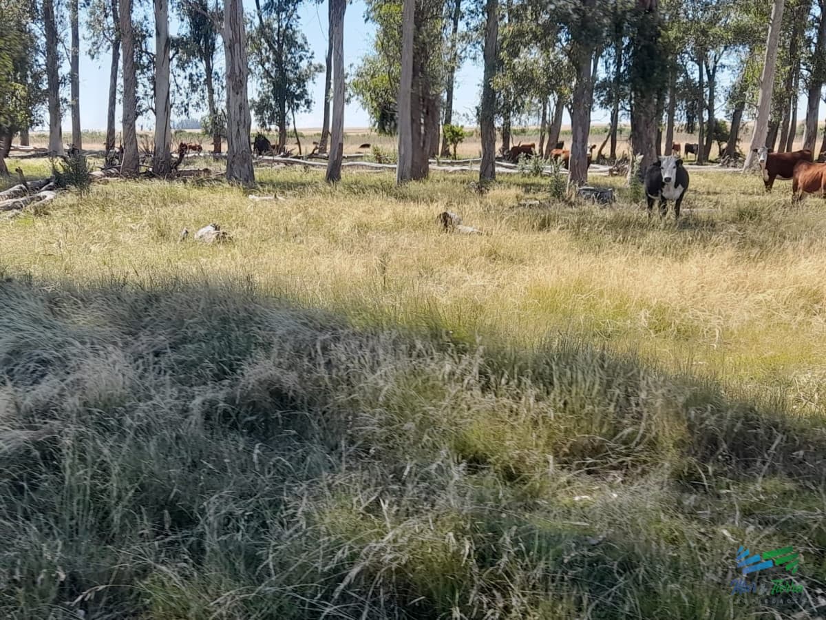 1.500 Has en Artigas Campo Ganadero