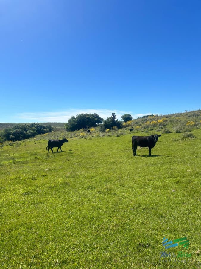 372 Has Ganderas - Forestales en 33.