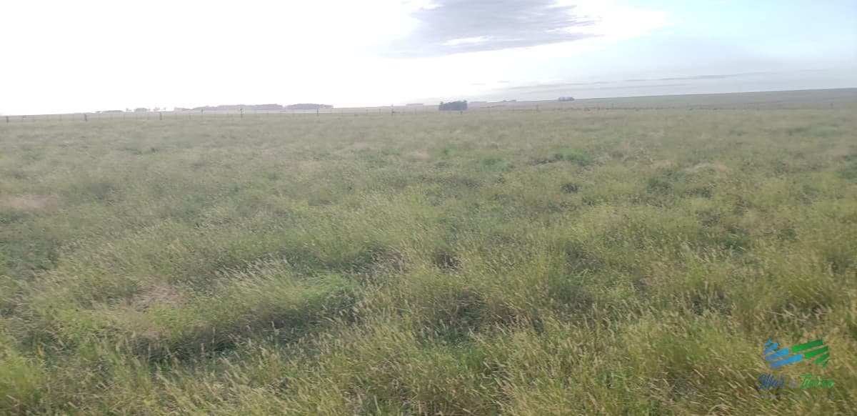 900 Has en Artigas, Estancia Completa