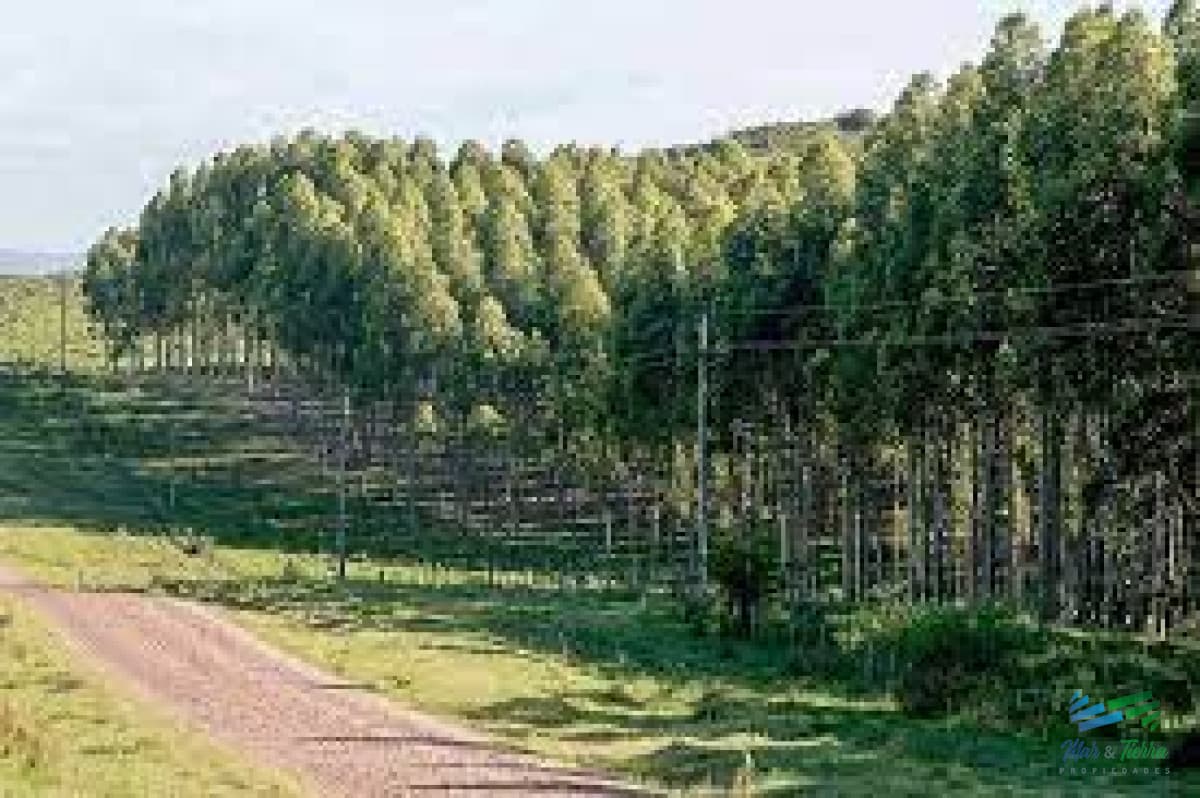 874 Has Mixtas Agrícola-Ganadero-Forestal