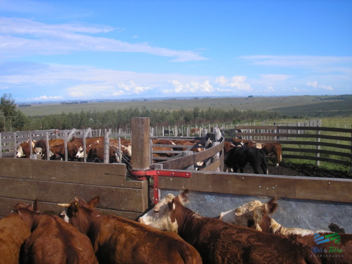 1.600 Has Campo Ganadero criador a buen precio