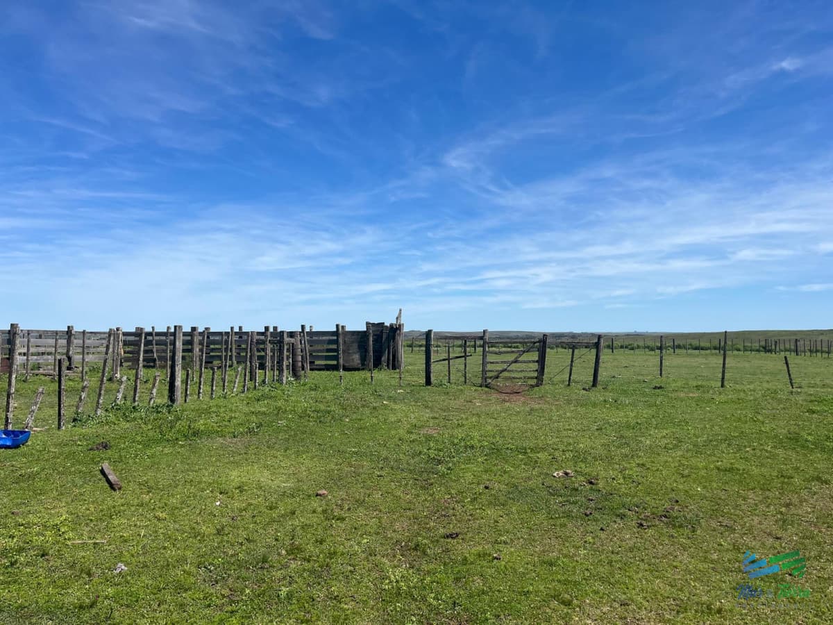 3.000 Has en Tacuarembó Campo Ganadero