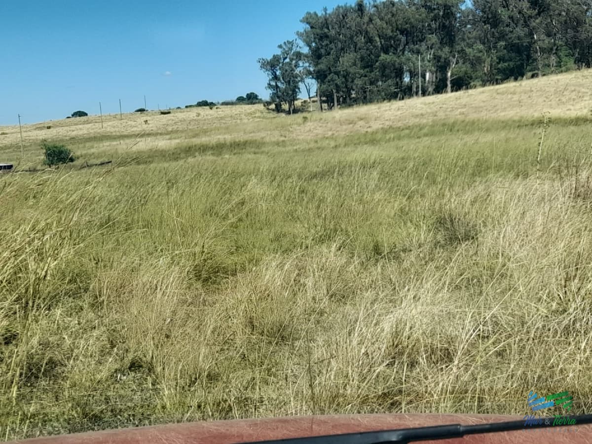 1.500 Has en Artigas Campo Ganadero