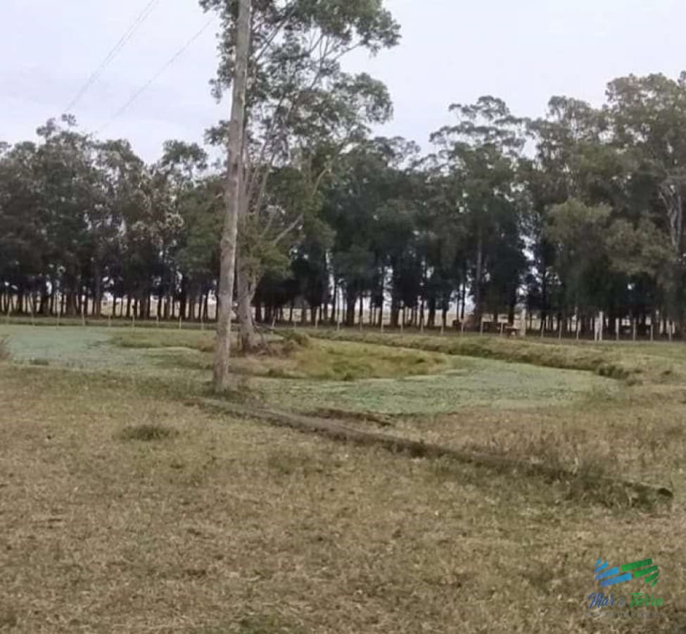 445 Has Campo Ganadero