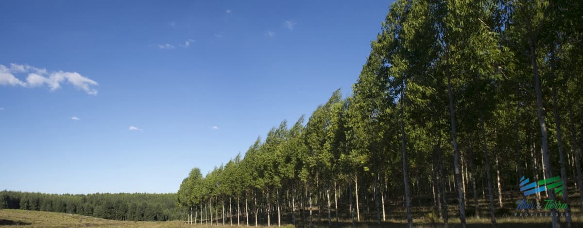 874 Has Mixtas Agrícola-Ganadero-Forestal