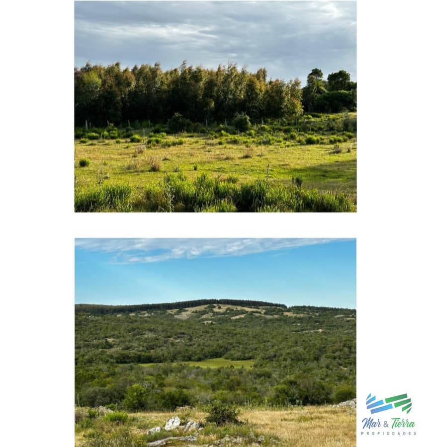 555 Has Campo Mixto Ganadero – Forestal