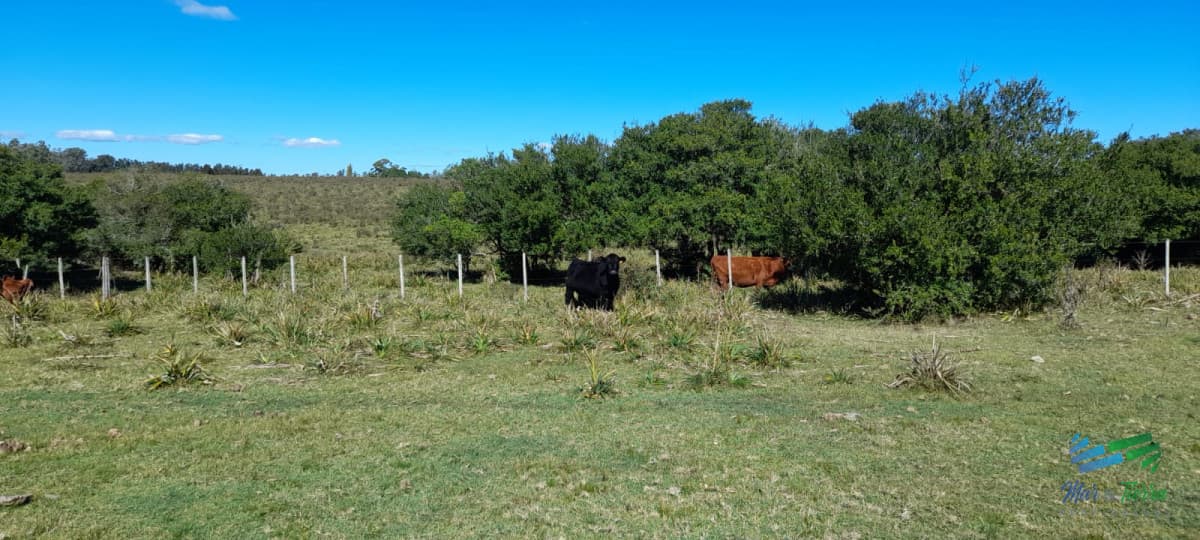 Buen campo agrícola, muy bien ubicado. 83 Has