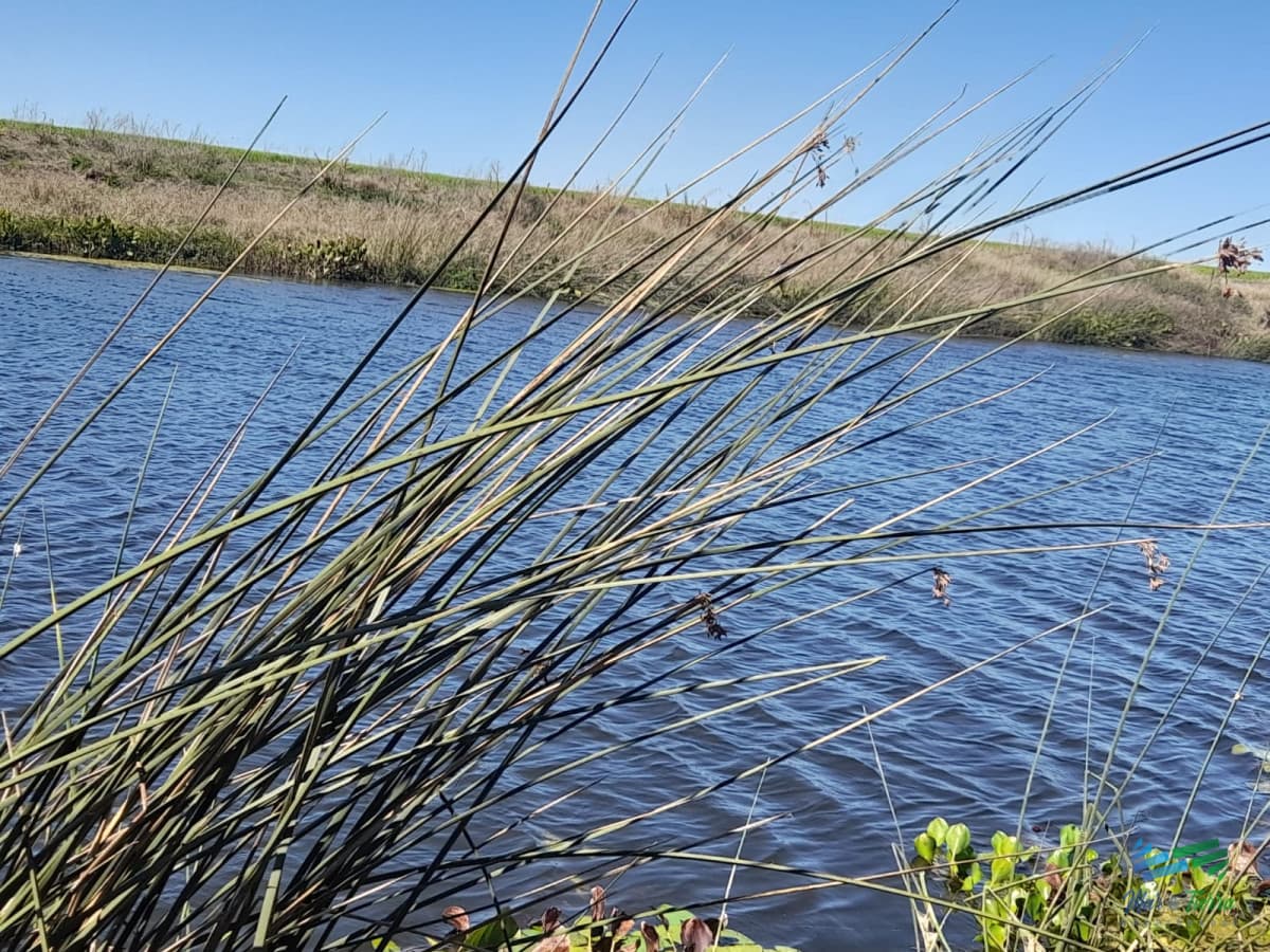 1.500 Has en Artigas Campo Ganadero