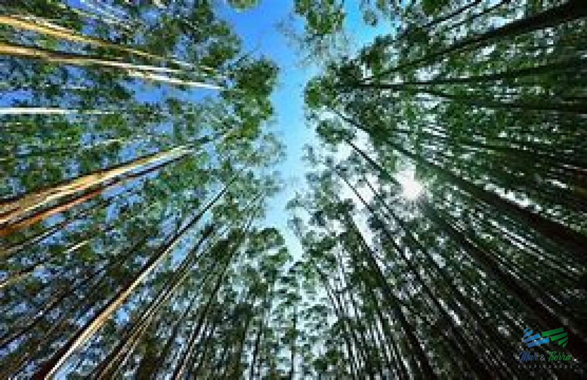 Campos Forestales Varios