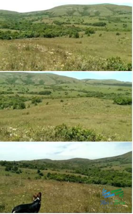 Linda fracción de campo ganadero con aptitud forestal