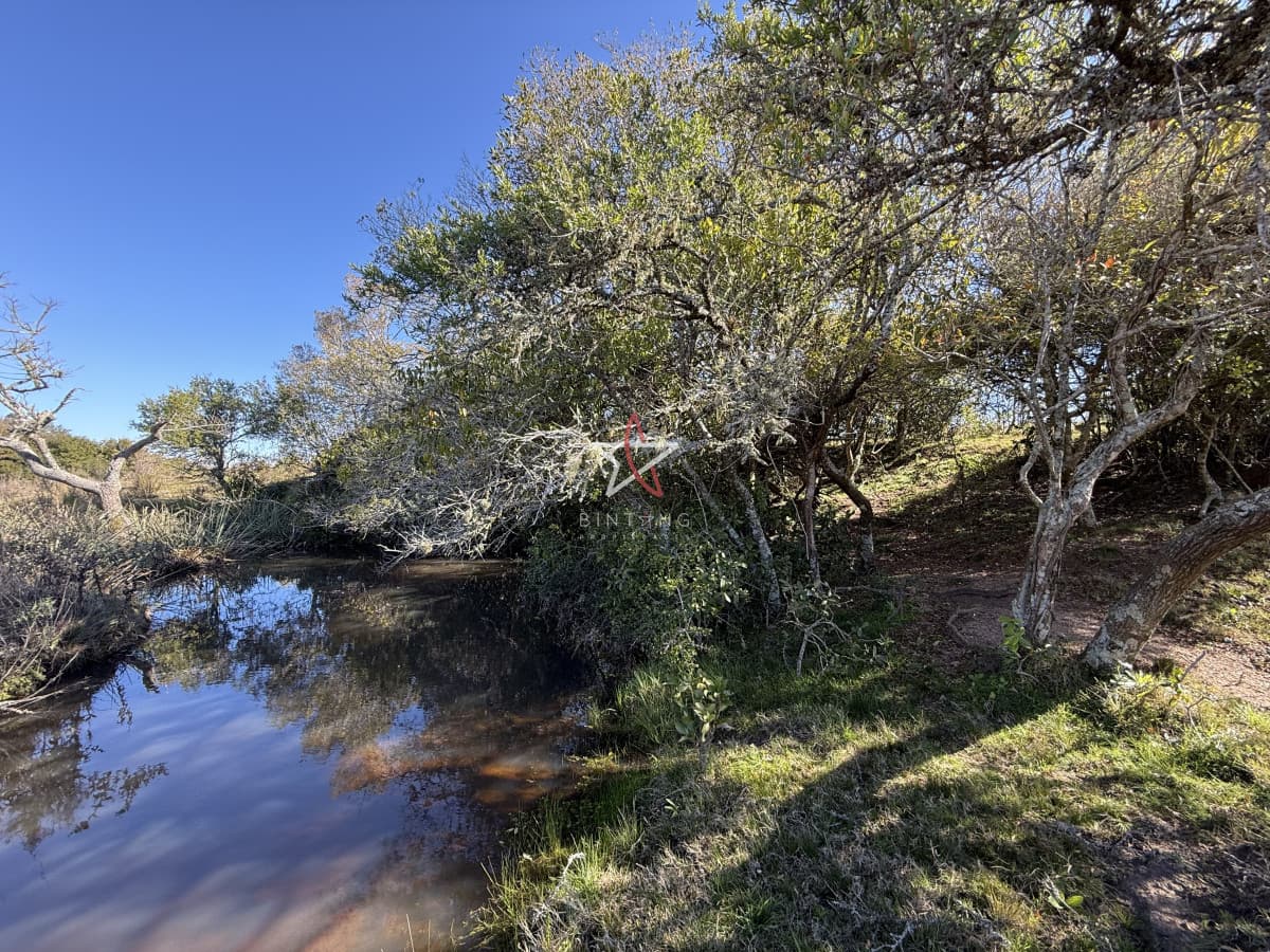 Campo, Garzón, José Ignacio, Venta, 31HA - Bintang Propiedades