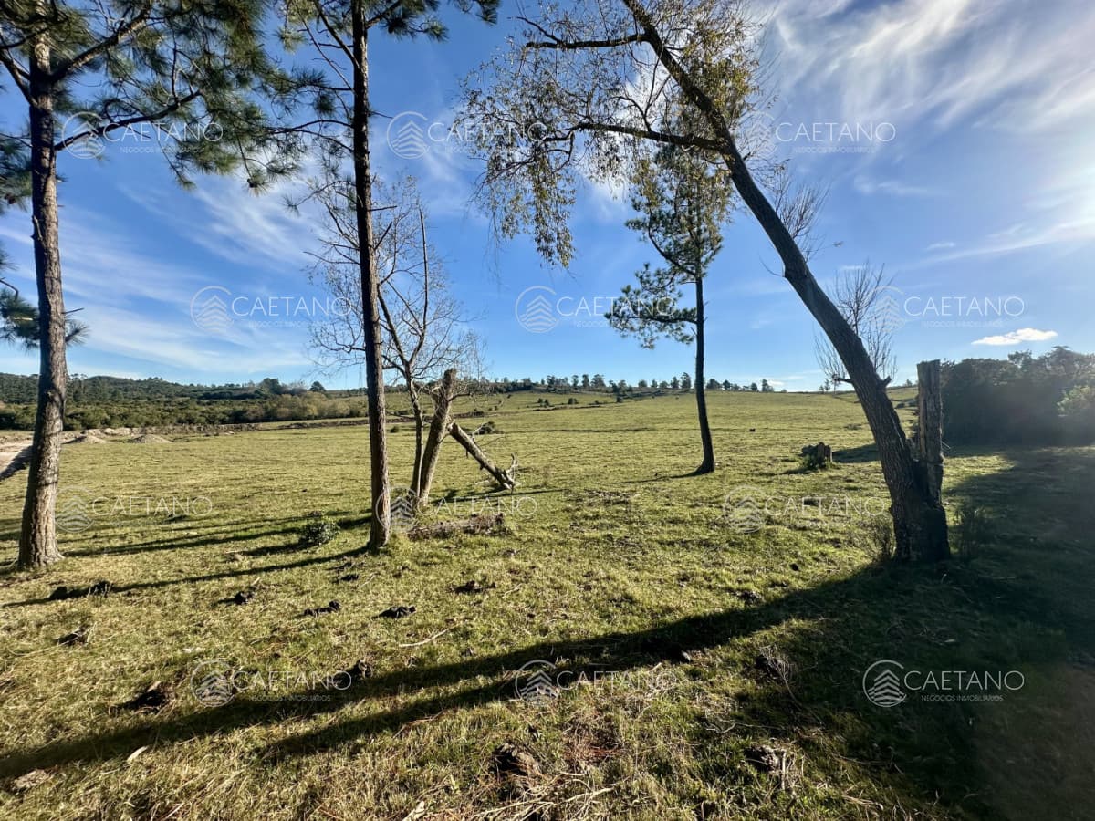 venta chacra 3 hectáreas Punta Ballena.