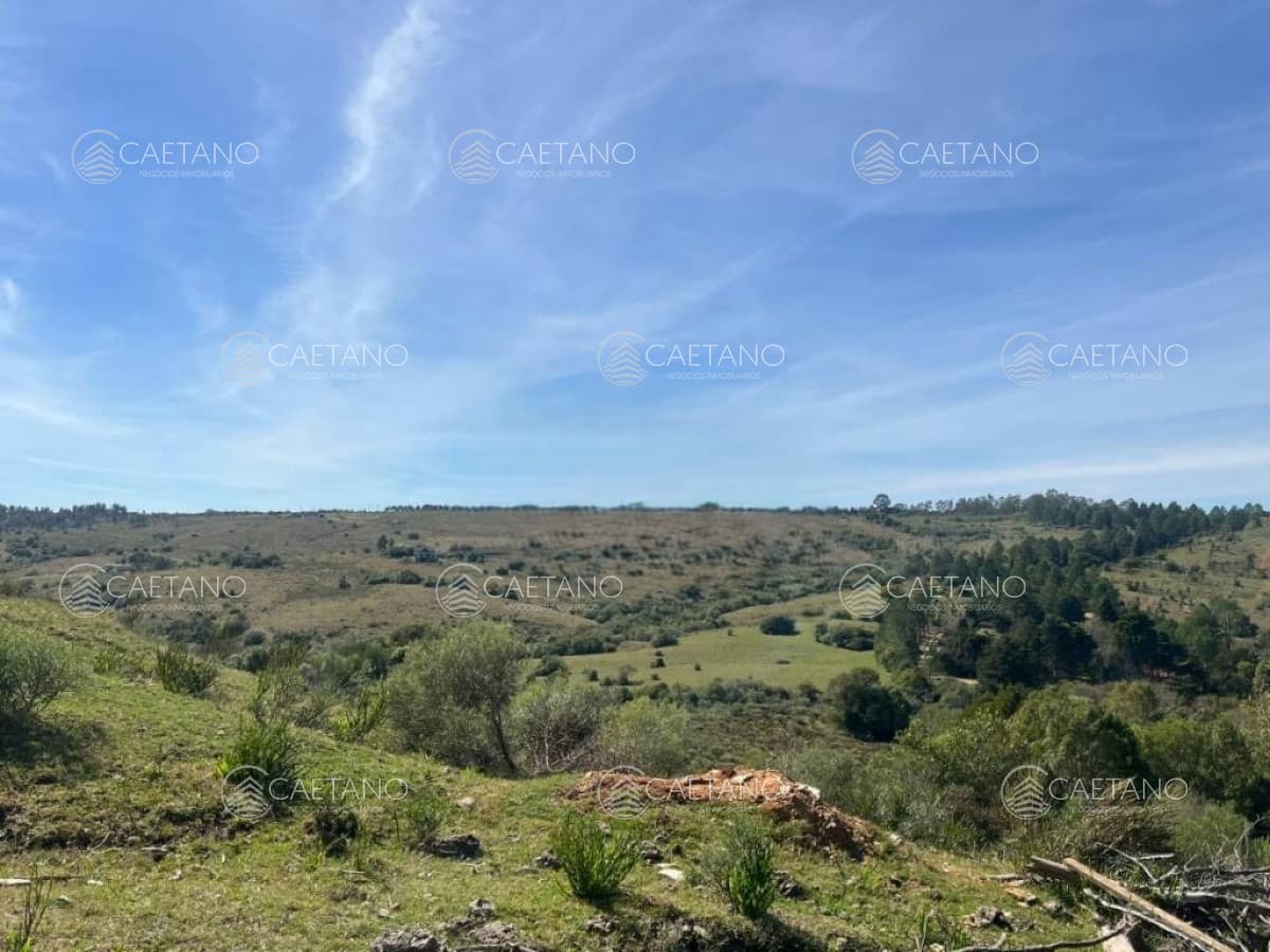 Venta Campo 80 hectareas