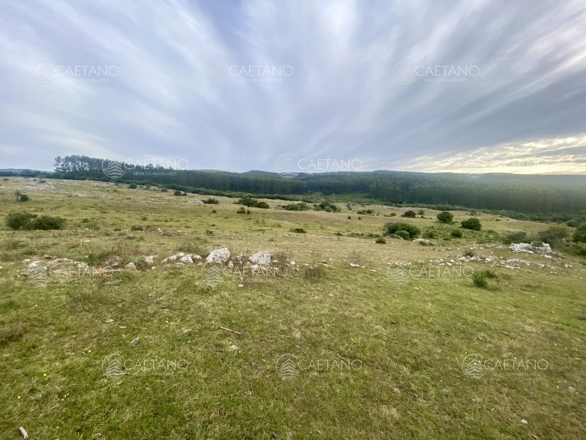 Venta campo 261 hectareas. Ruta 12 Maldonado.