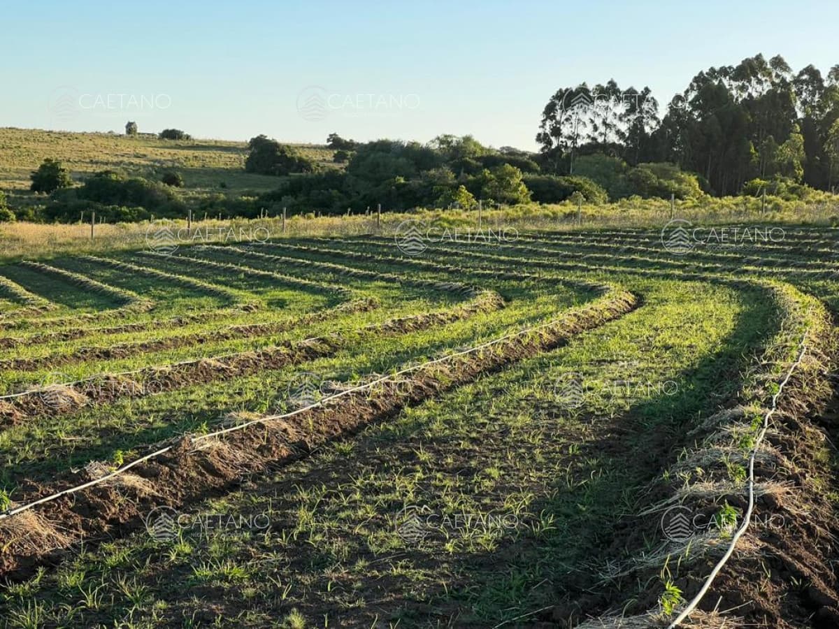 Campo de 89 has en venta Pueblo Eden