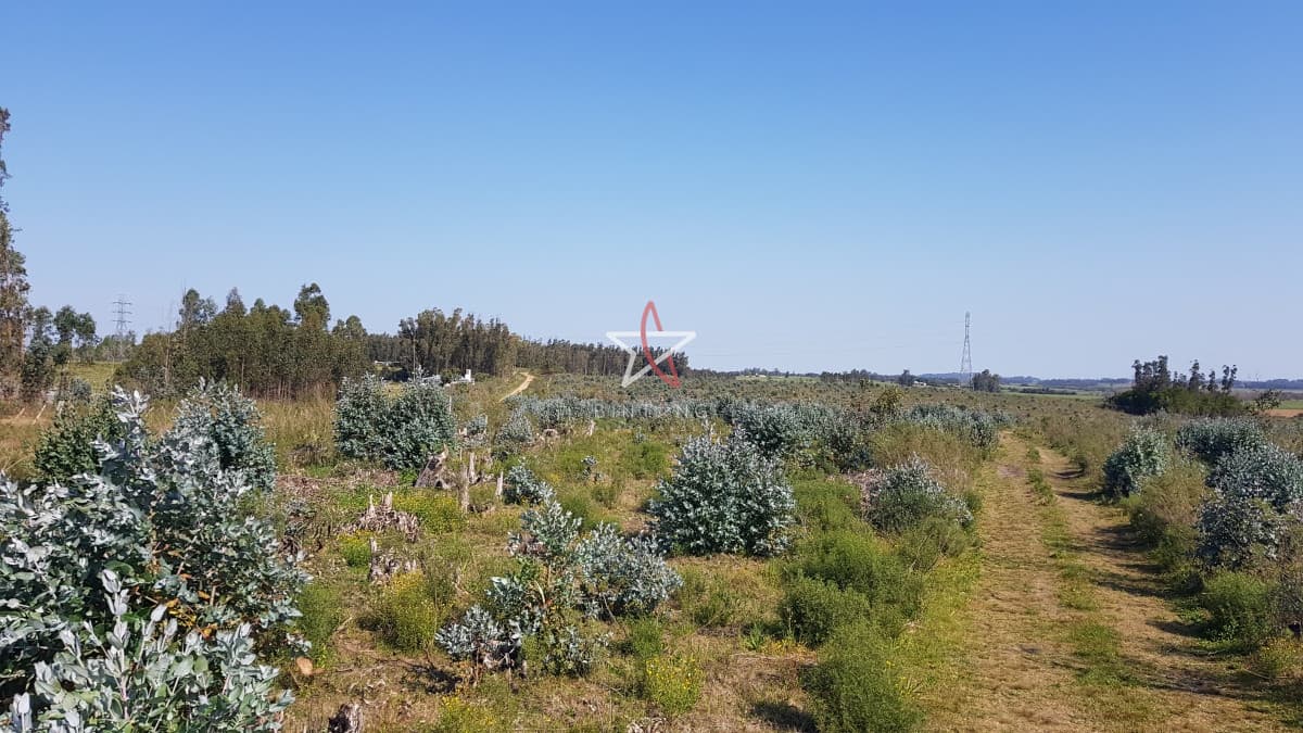 Venta chacra forestada  - Bintang Propiedades