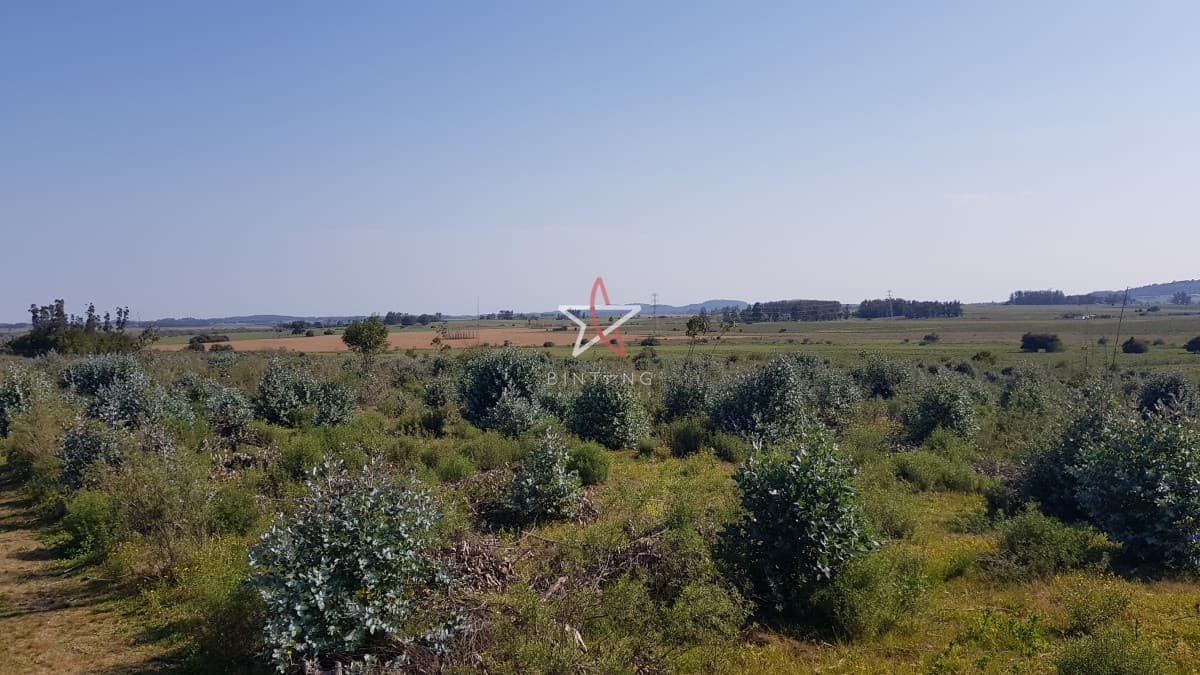 Venta chacra forestada  - Bintang Propiedades