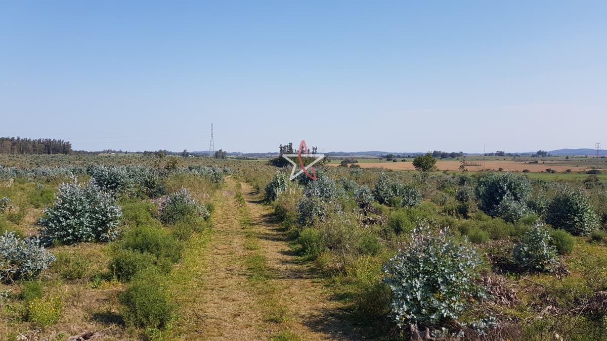 Venta chacra forestada  - Bintang Propiedades